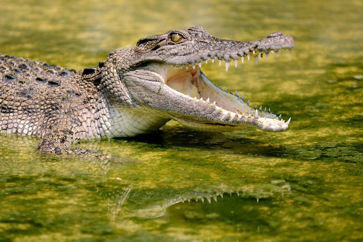 Гребнистый крокодил филиппинский